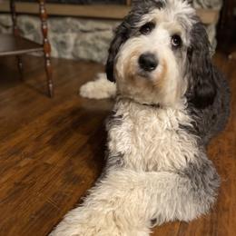 Stella Rue - Bernedoodle