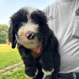 Light green - Black and white female Sheepadoodle puppy in Eleva, Wisconsin from Molly’s Doodles