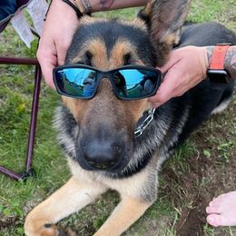 German Shepherds and Golden Retrievers from Hornung's German Shepherds and Golden Retrievers