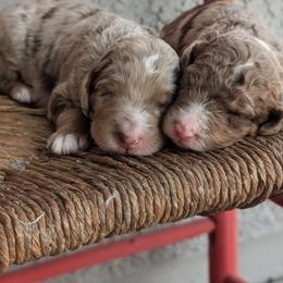 Aussiedoodle puppies from Ever After Doodles Arizona