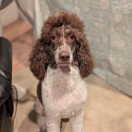 Reylullah - Poodle
