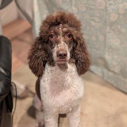 Reylullah - Poodle