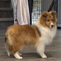 Shetland Sheepdog puppies from Leigh Hi Shelties
