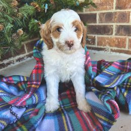 Goldendoodle Puppies from Duck River Goldendoodles