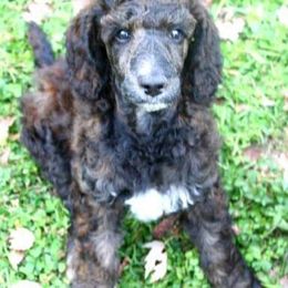 Poodle Puppies from Sapphire Poodles