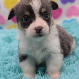 Puck - Bluie - Gray and white male American Corgi puppy in Lithia, Florida from Diamondcrest Inc