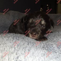 Bourbon - Liver female Miniature Schnauzer puppy in Crestview, Florida from Dees Schnauzers