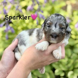 Sparkler - Blue merle female Aussiedoodle puppy in Lancaster, Minnesota from Finney Ranch