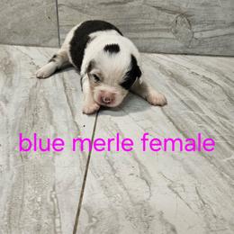 Ella f7 - Blue merle female Australian Shepherd puppy in Arbela, Missouri from County Line Aussies