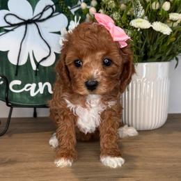 Kike - Pink - Red female Cavapoo puppy in South Jordan, Utah from Simply Sweet Paws. LLC