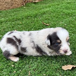 Oreo - Blue merle male Australian Shepherd puppy in Mount Vernon, Texas from RJ's Aussie Posse
