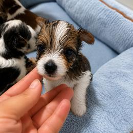 Molly - Parti female Yorkshire Terrier puppy in Bolton, Connecticut from Elle Yorkies