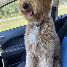 Goldendoodle and Poodle All Grown Up from Ellie & Co. Doodles