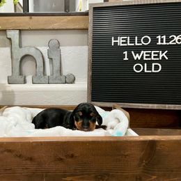 Olive Oyl - Black and tan female Dachshund puppy in Goodyear, Arizona from AZ Low Life Doxies