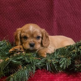 Major - Ruby male Cavalier King Charles Spaniel puppy in Pennsylvania from Julie's Cavalier King Charles Spaniels