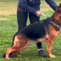 Whitney - German Shepherd