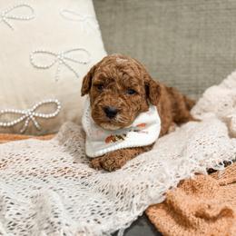 Brown Collar boy - Apricot male Goldendoodle puppy in Spokane, Washington from Dream Doodles in Spokane WA