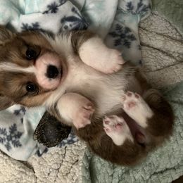 Pembroke Welsh Corgi Puppies from C2Corgis