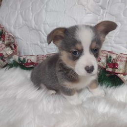 Macy - Pembroke Welsh Corgi puppy from Robbie's Hobby Corgi's
