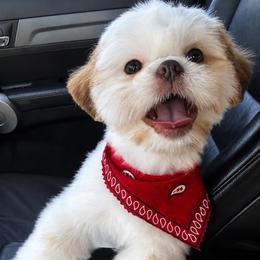 Dyce - Liver and white male Shih Tzu puppy in Scottsdale, Arizona from 🌗 New Moon Shih Tzu 🌗