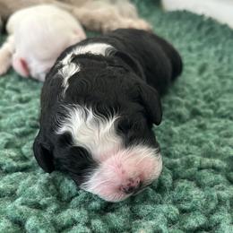 Hera - Black female Australian Labradoodle puppy in Chuluota, Florida from Delano Australian Labradoodles
