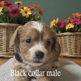 Jackson - Apricot male Cavapoo puppy in Oklahoma from Rocky Oak Cavaliers & Biewer Terriers LLC