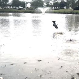 German Shorthaired Pointer All Grown Up from Owl Ranch GSP