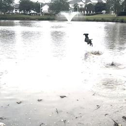 German Shorthaired Pointer All Grown Up from Owl Ranch GSP