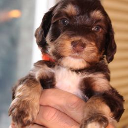 Australian Labradoodle Puppies from FernRidge
