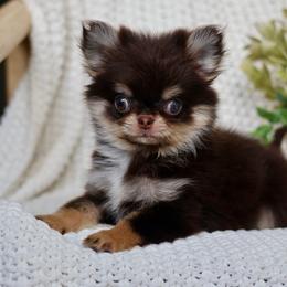 Rory 5500 - Chocolate and tan male Chihuahua puppy in Beaumont, Texas from Down south pups