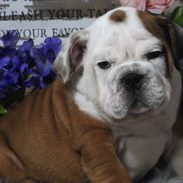 English Bulldog Puppies from OkBullieBabies