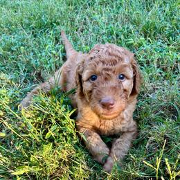 Telemachus - Red  male Goldendoodle puppy in South Fulton, Georgia from Golden Paws Farm