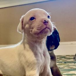 Ranger - White male Boxer puppy in Lago Vista, Texas from Love and Loyalty Boxers