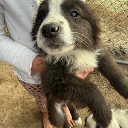 Badger bear - Black & white male Australian Shepherd puppy in Four Oaks, North Carolina from RoseWest Farms