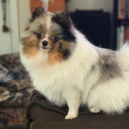 Opal - Pomeranian