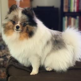 Opal - Pomeranian