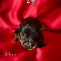 Rose - Black and tan female Yorkshire Terrier puppy in Smryna, Georgia from Owensons’ Kennel