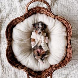 Paoay - Tri-color male Bernedoodle puppy in Cold Spring, Minnesota from A.N.A. Doodles