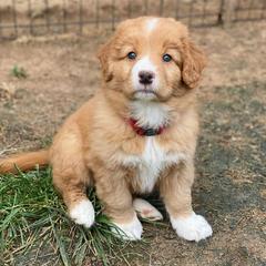 Nova Scotia Duck Tolling Retriever Puppies from Redmoon
