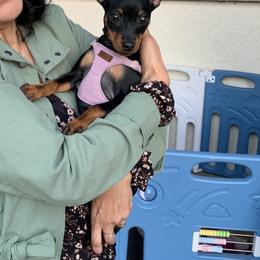 Miniature Pinscher All Grown Up from LA MINI PINS