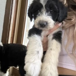 Livie - Black and white female Old English Sheepdog puppy in Acton, California from Fab OES