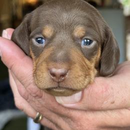 Starr - Chocolate and tan female Dachshund puppy in Loxahatchee, Florida from Lazy Acres Farm & Long Back Ranch