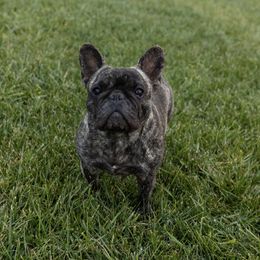 Churro - French Bulldog