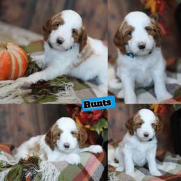 Runts - Parti male Goldendoodle puppy in Sioux Falls, South Dakota from Dolly's Doodles