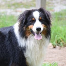 Wheelie - Australian Shepherd