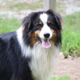 Wheelie - Australian Shepherd