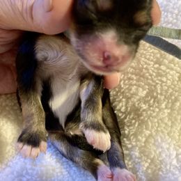 Maltipoo, Morkie, and Yorkipoo Puppies from Danza Bolo