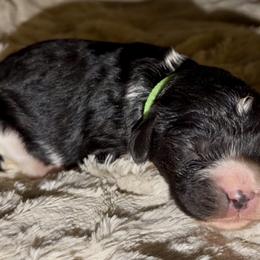 Green Collar - Black and white male Cavapoo puppy in Redding, California from Lipscomb Doodles