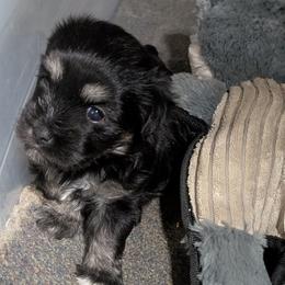 Black Pearl - Black and white female Coton de Tulear puppy in Mead, Oklahoma from Bar W Cotons