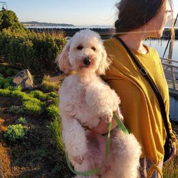 Cavapoo, Maltese, Maltipoo, and Poodle Puppies from Mt.BakerPoodles&Doodles